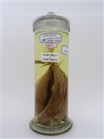 藏品(長身圓鰺)的圖片